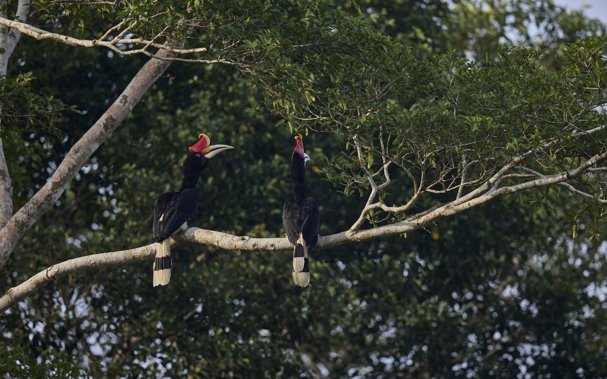 Ujung Kulon Wild